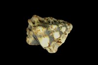 藏品(黑口蛙螺)的圖片